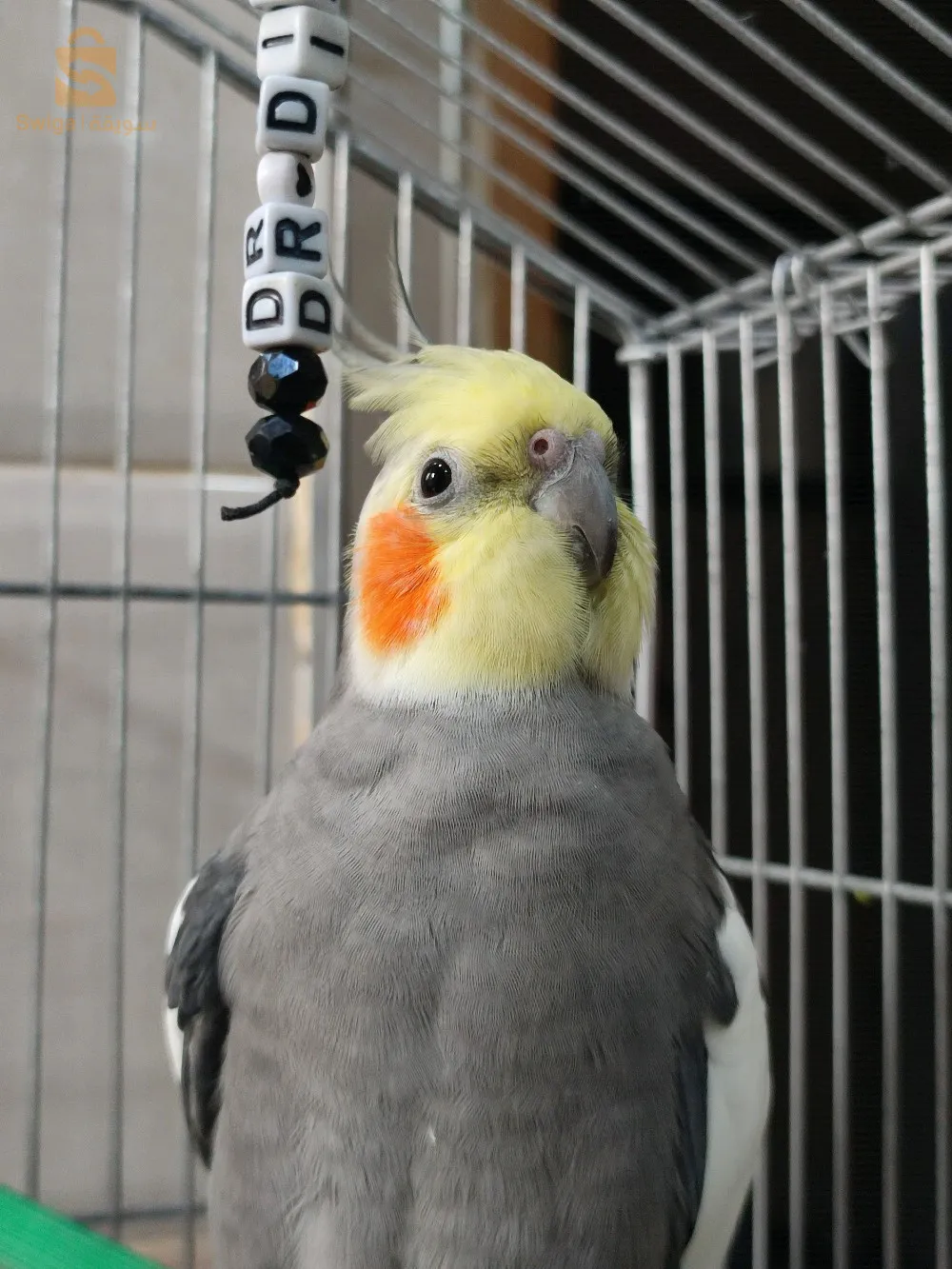 calopsitte