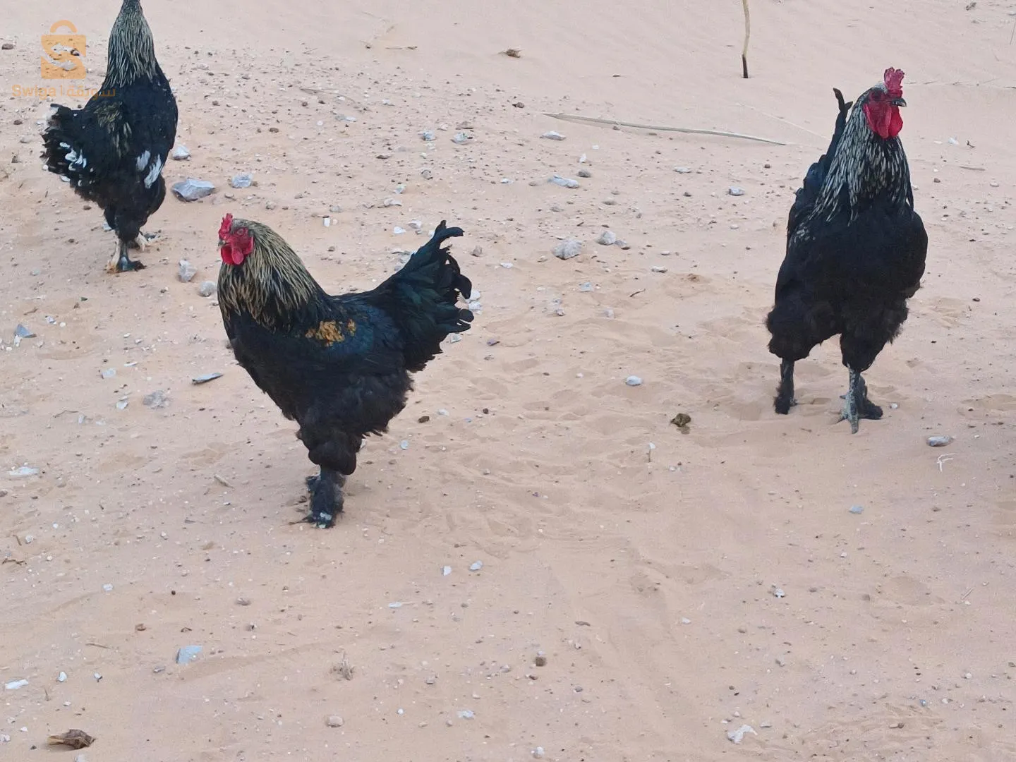 بيع طيور  الد جاج
