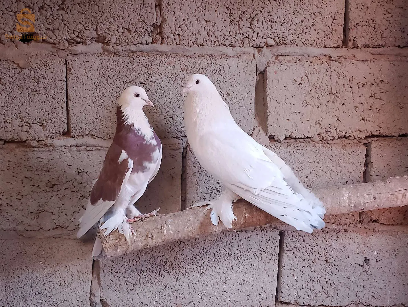 ادرار