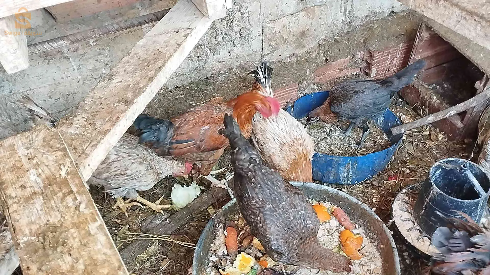 دجاج فيومي وعرب