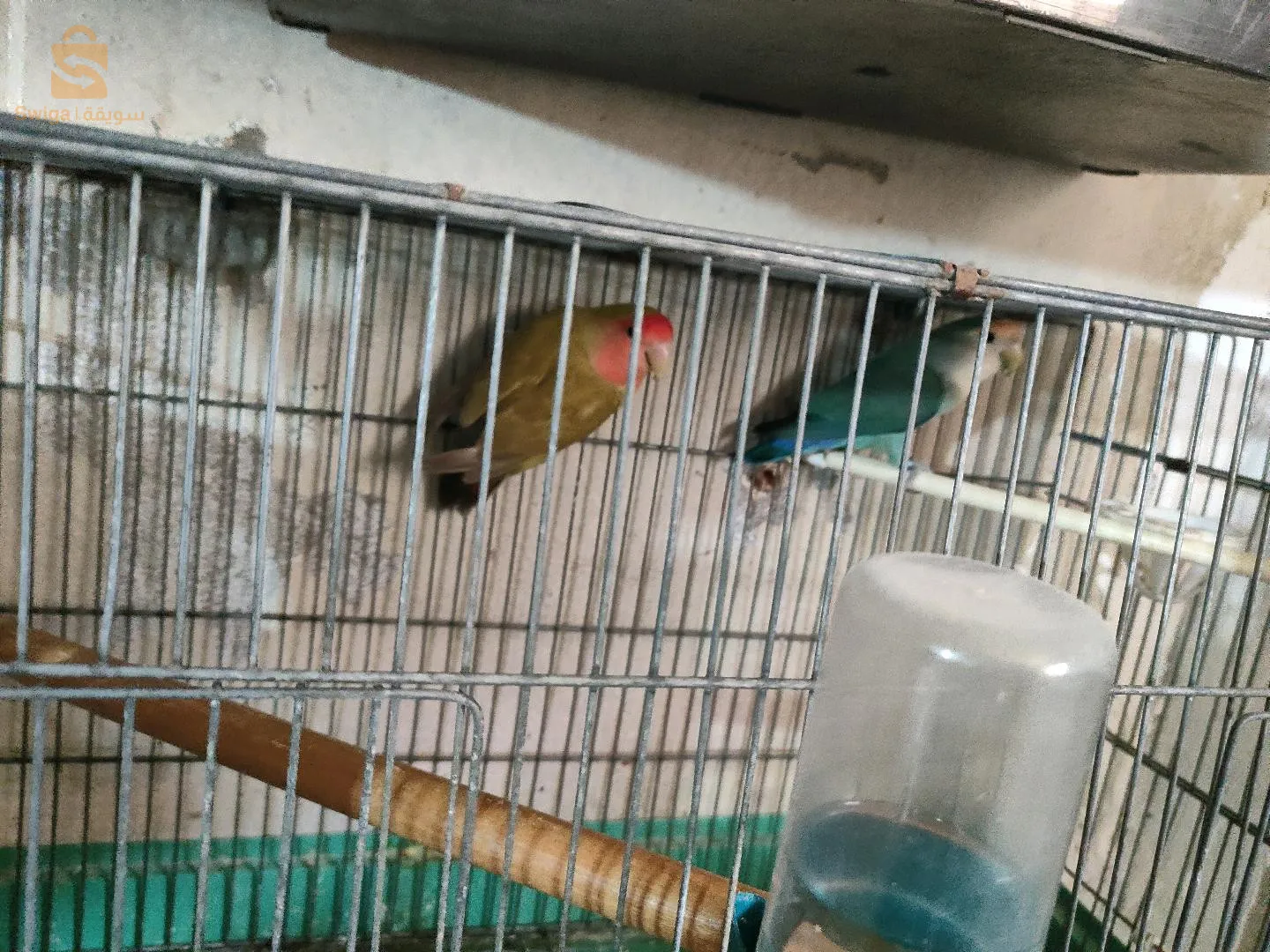 كوبلا للبيع