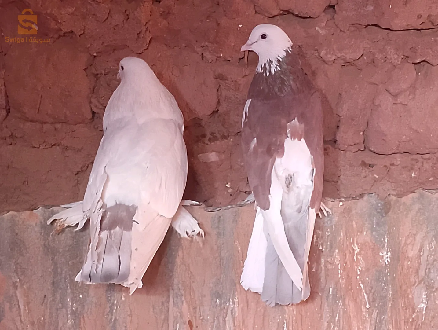 ادرار