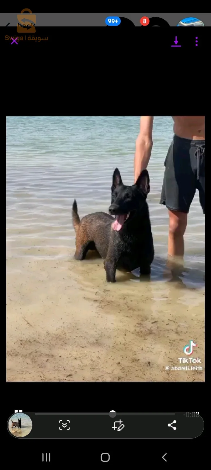 chien belge ...mallinois