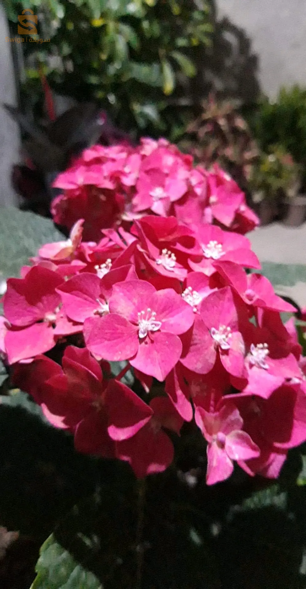 Le prix selon la qualité des plantes et la  taille