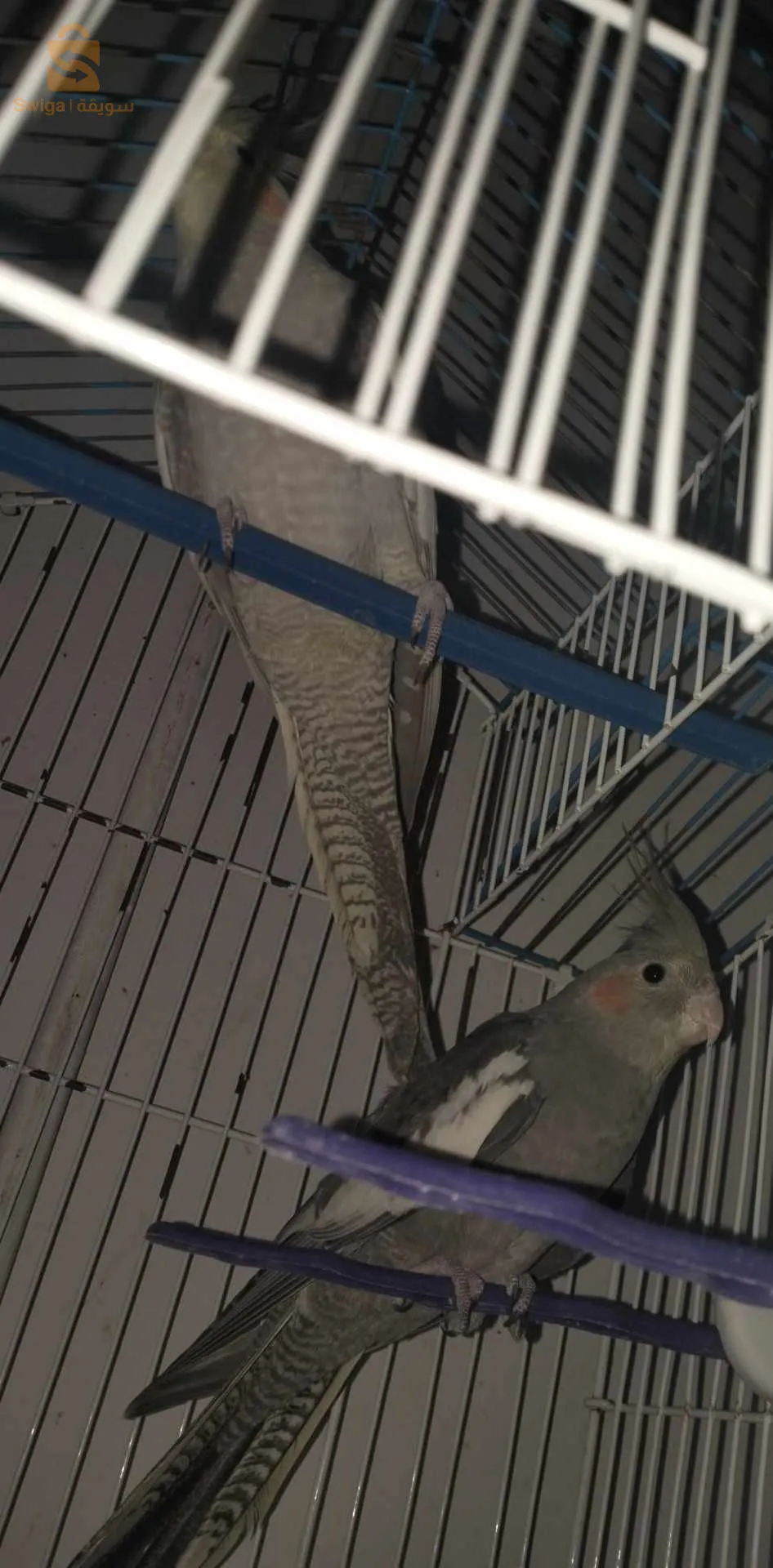 cocktail parrot couple