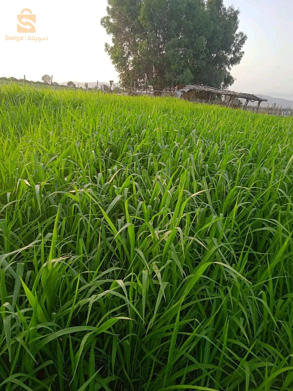 بذور العلفية حصرية في الجزائر من العملاق الأمريكي شركة وولف سومنت