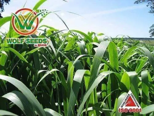 بذور العلفية حصرية في الجزائر من العملاق الأمريكي شركة وولف سومنت