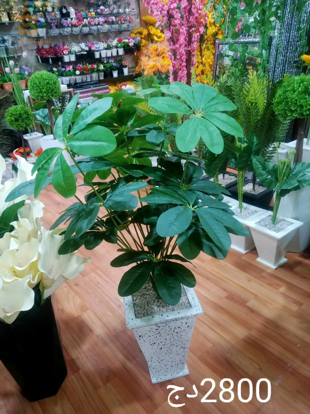 Décoration d'intérieur, tableaux, miroir,plantes et arbres artificiels