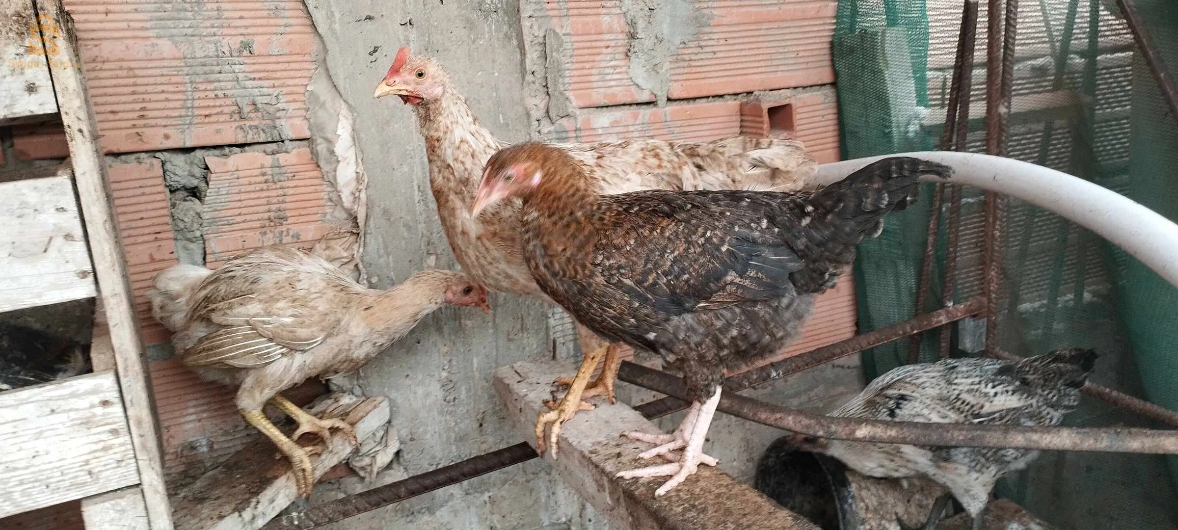 دجاج فيومي وعرب