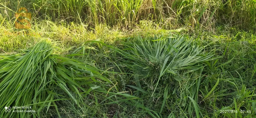 بذور العلفية حصرية في الجزائر من العملاق الأمريكي شركة وولف سومنت