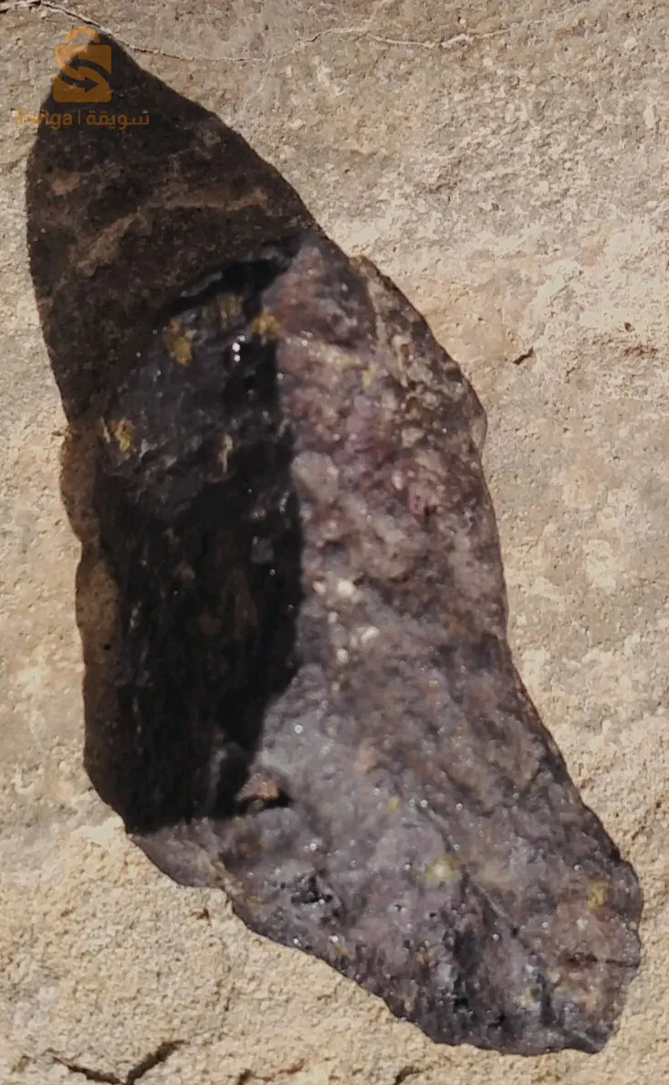 météorite trouver dans le Sahara au alentour de Béchar.