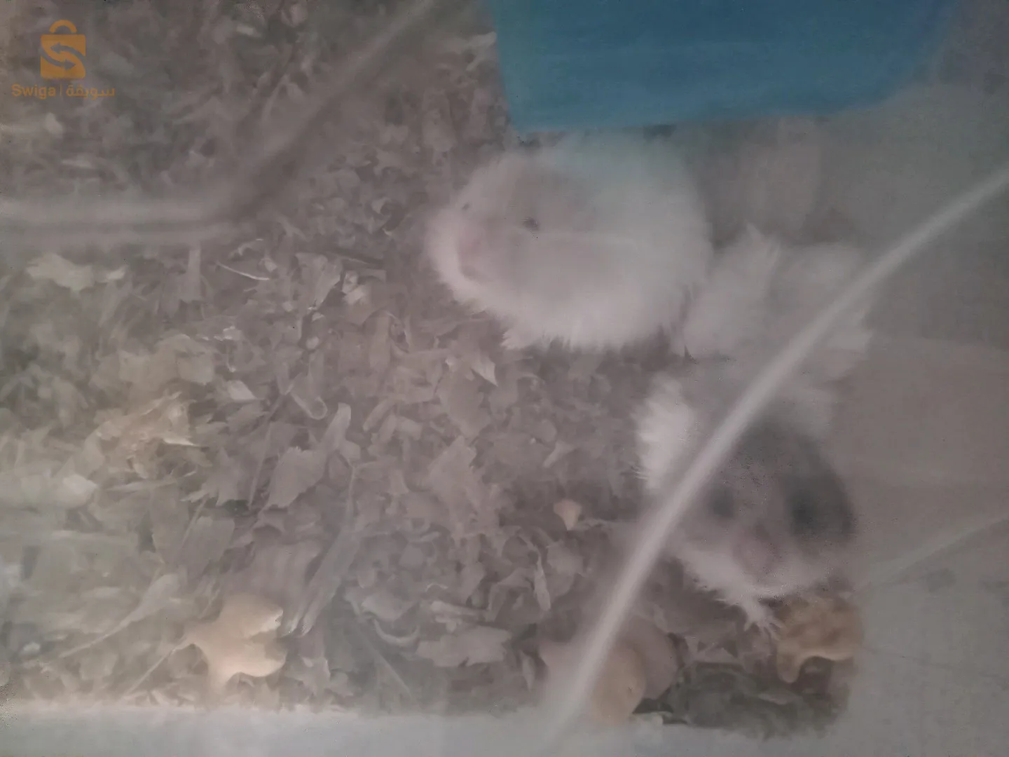 Alger ben aknoun cité ahcen mahyouz