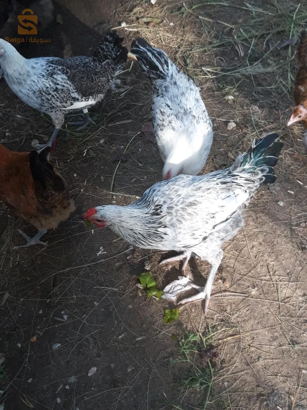 ذكور فيومي فضي وذهبي 5اشهر