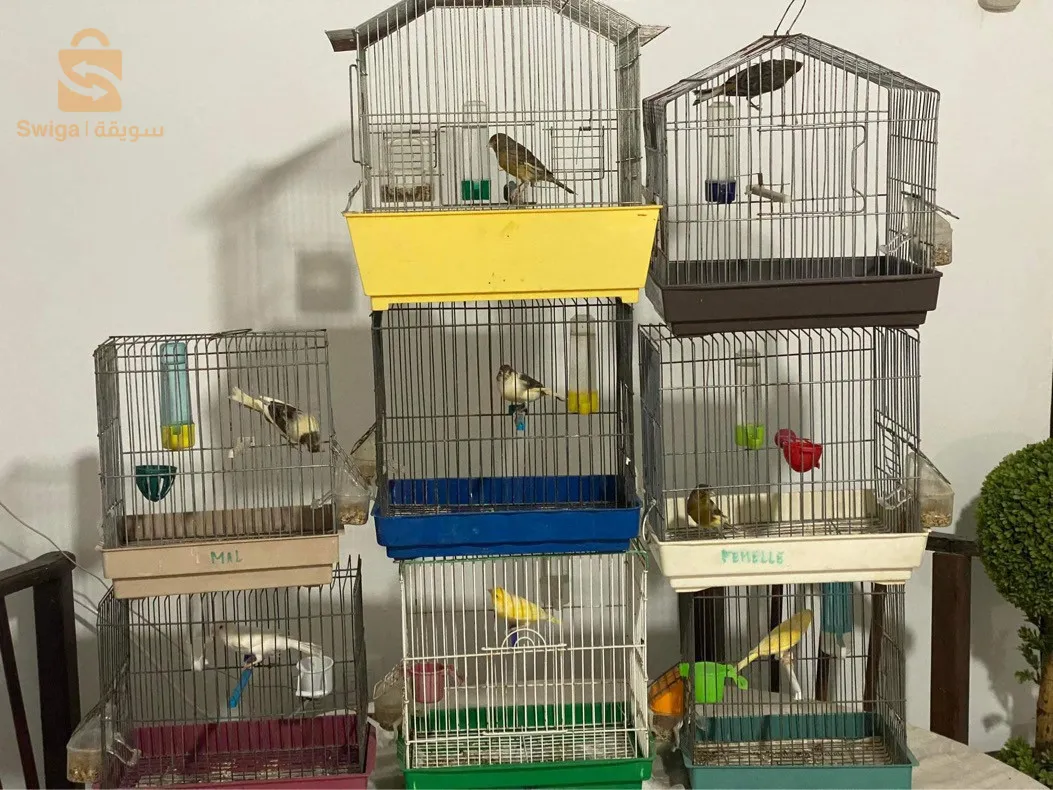 عصافير كاناري 0791661037