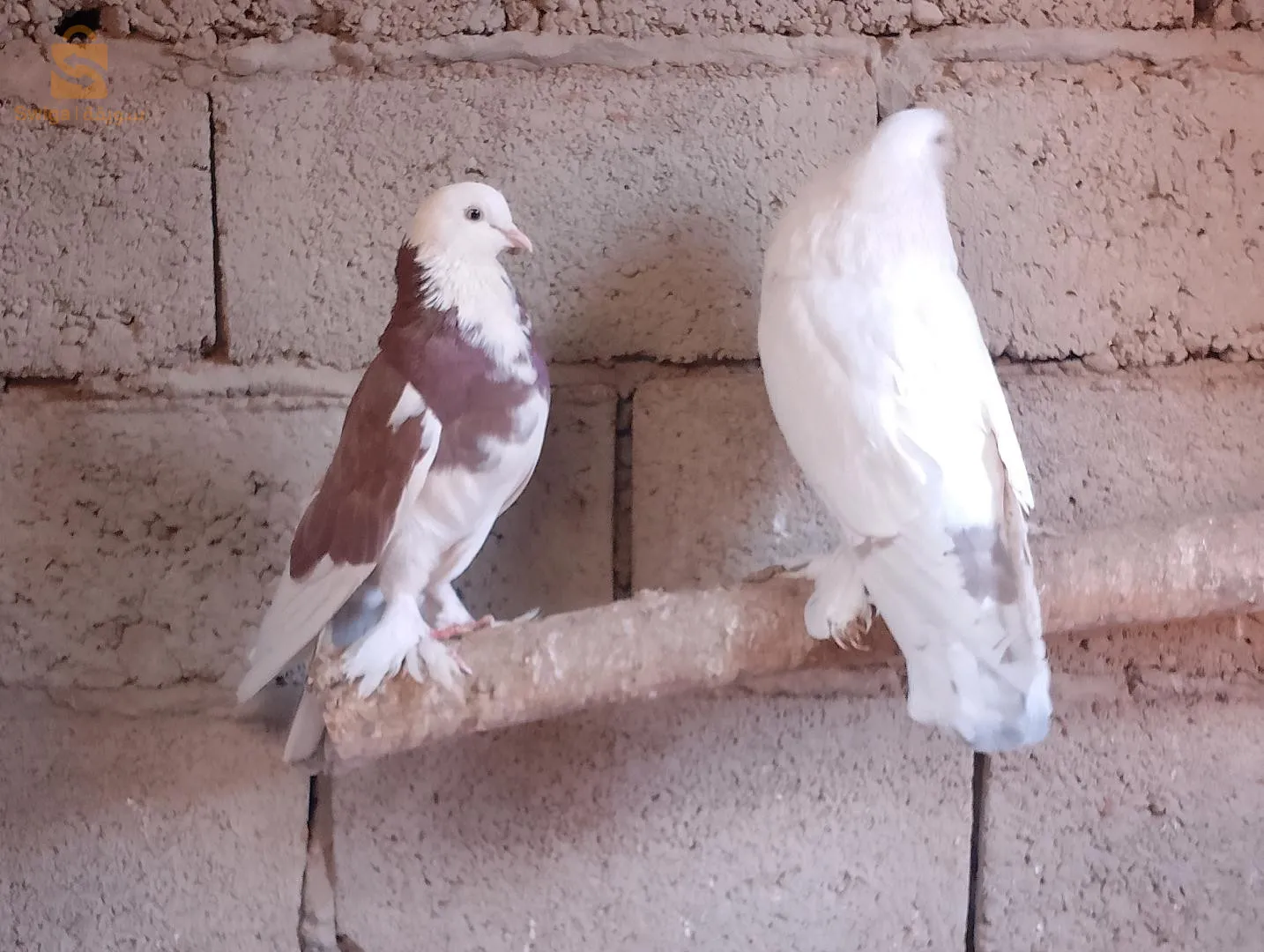 ادرار