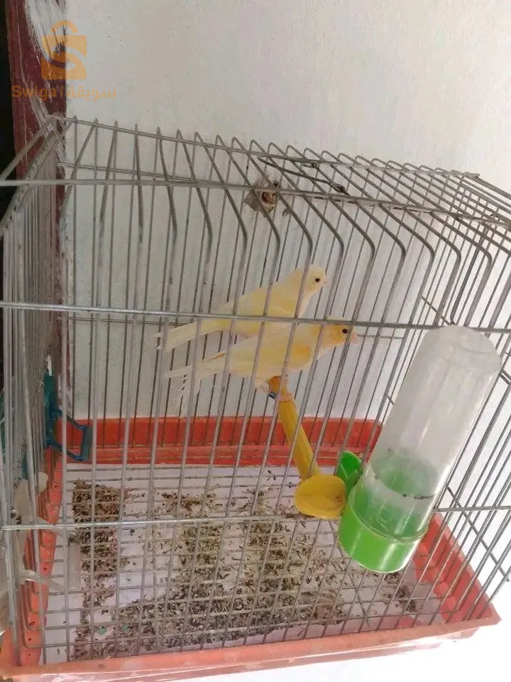 كوبلة كناري