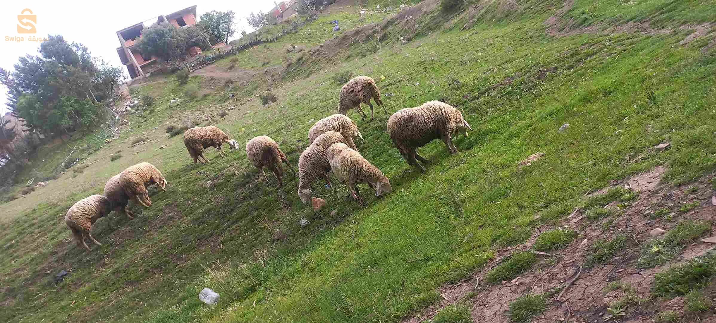علوشات للبيع
