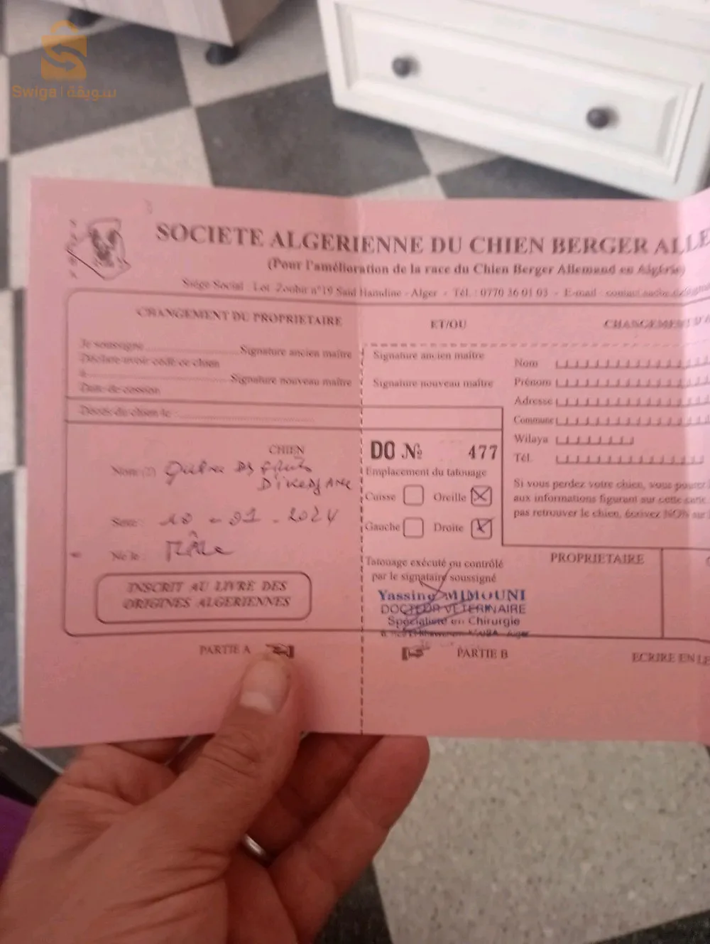 chiot berger pédigrée