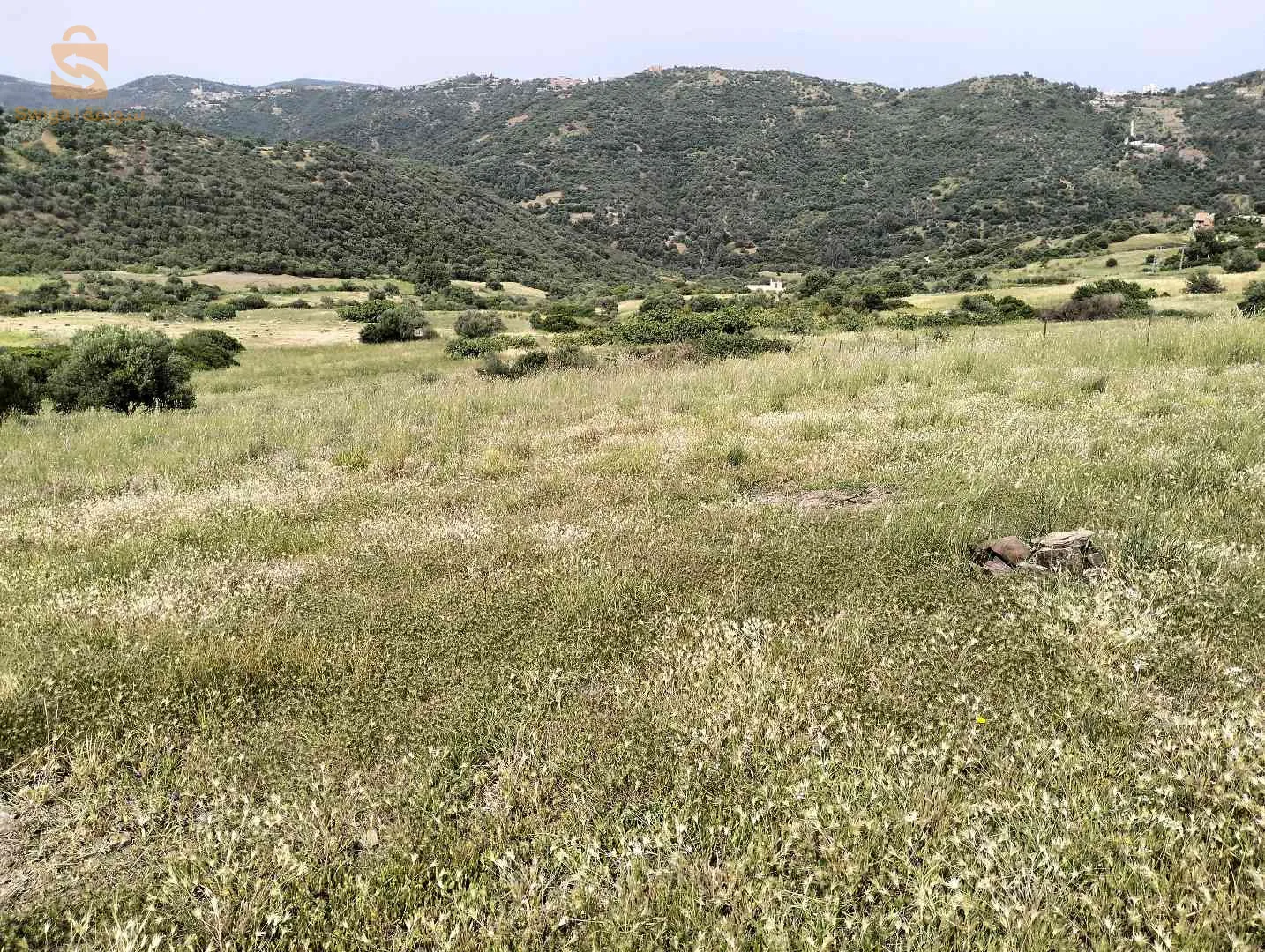 الجزائر