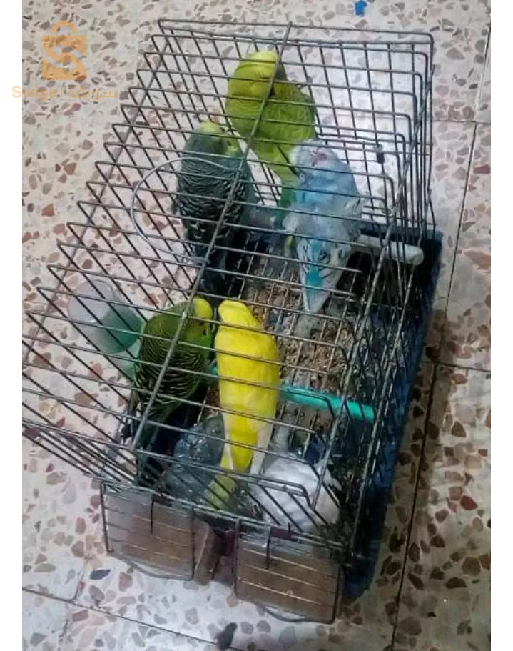بيريش و هوڨومورو