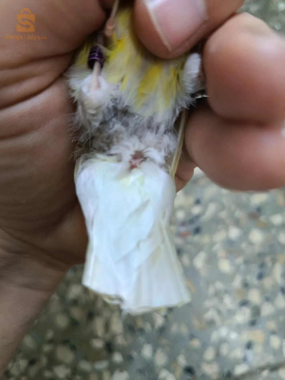 Female satin mosaic yellow