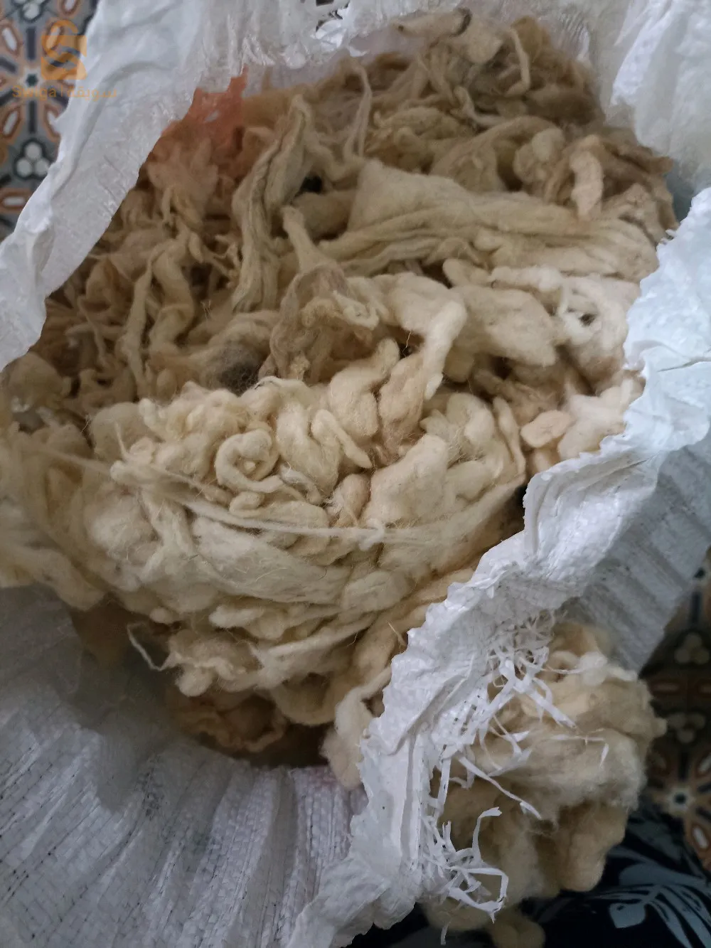 خمسين كيلو غرام صوف كبش