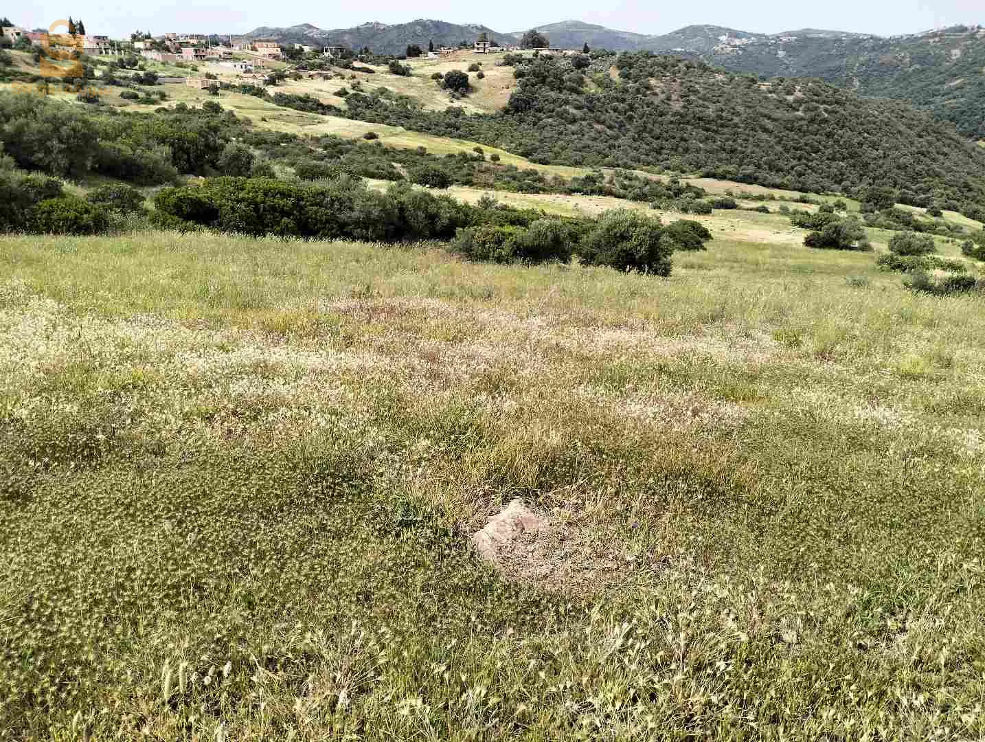 الجزائر