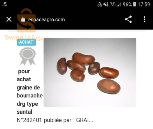 بذرة الكولا نوعية رفيعة