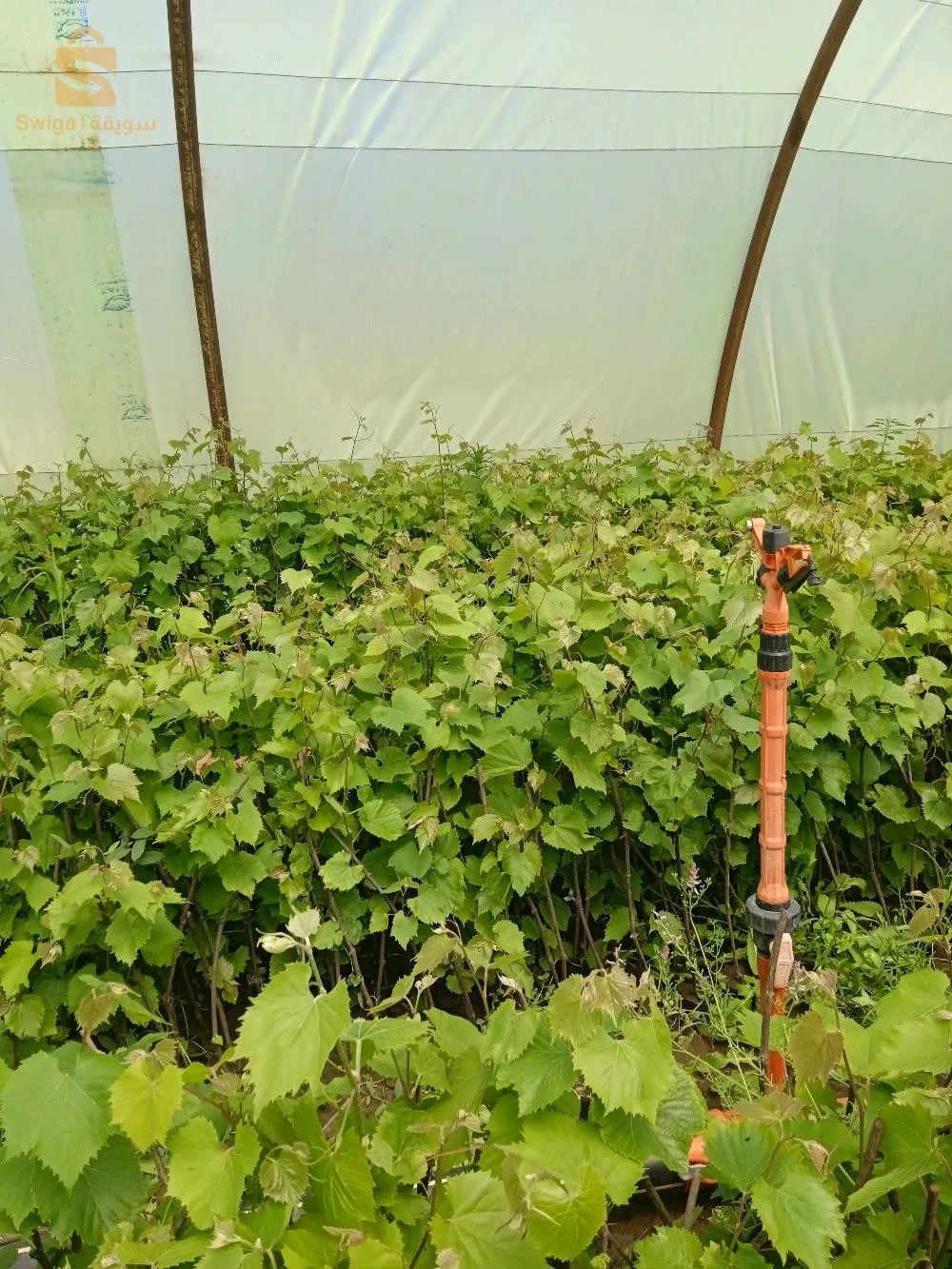 بيع حامل طعم العنب