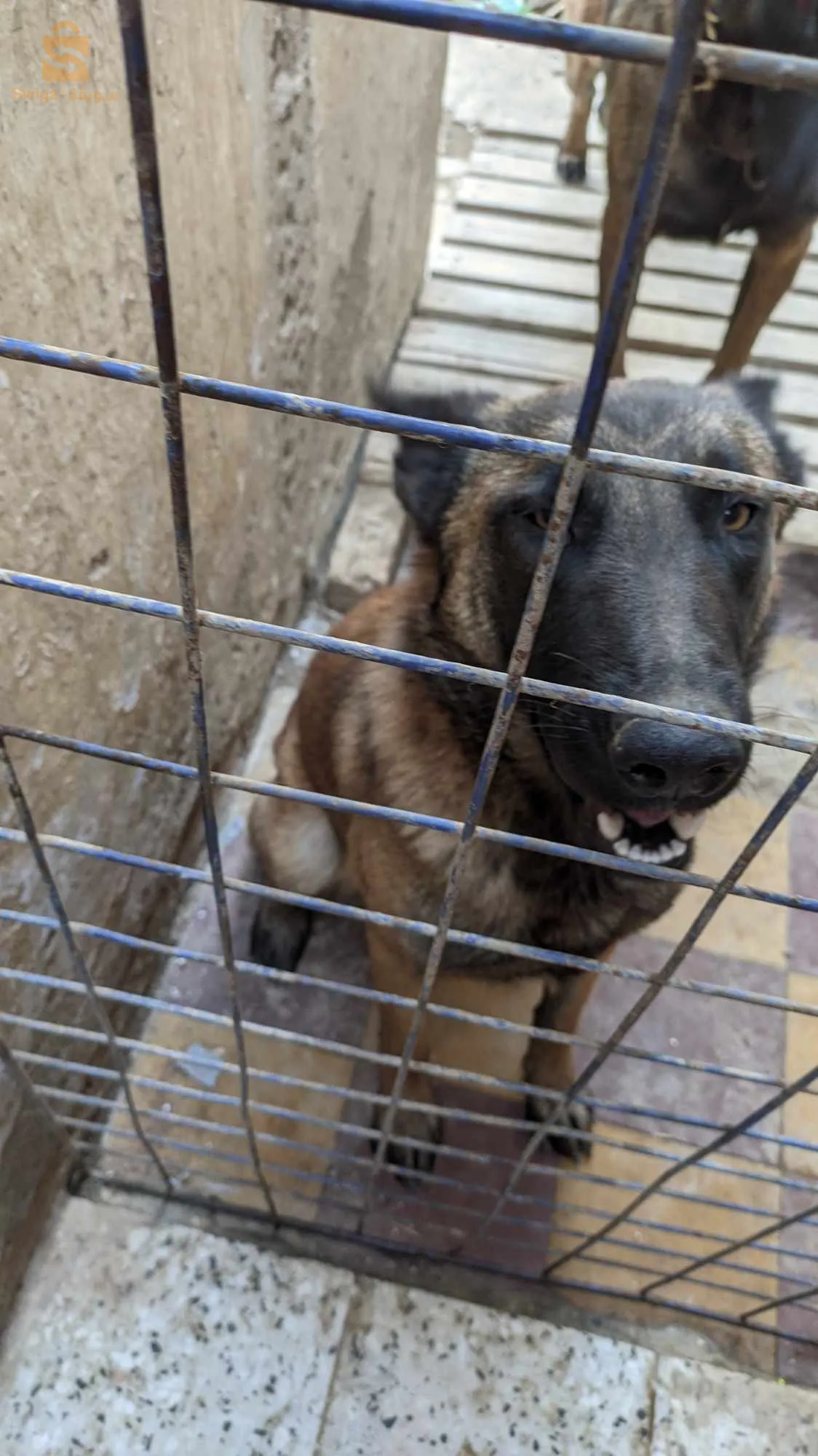 malinois chila
