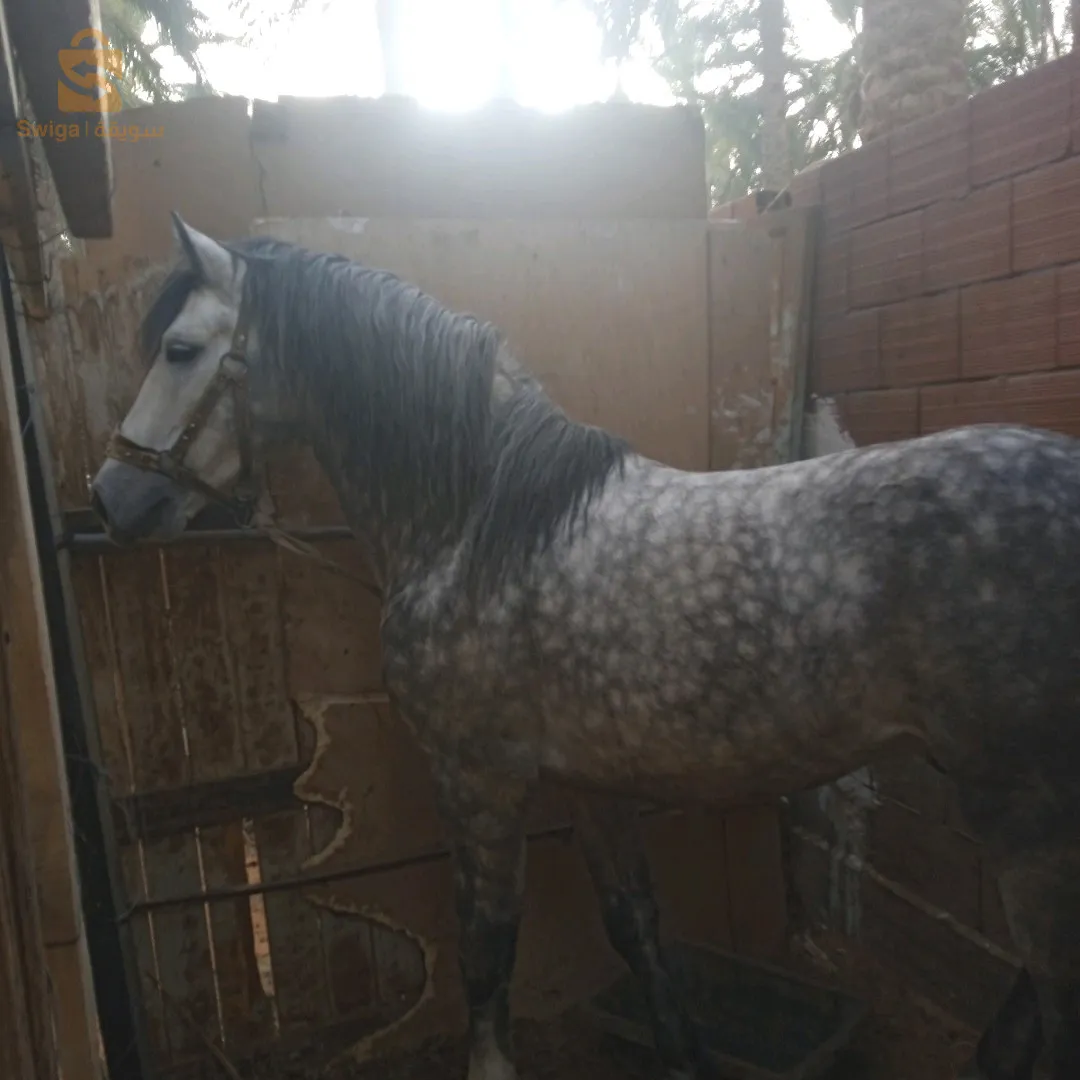 زوج عواد زينين الله ابارك لزرق والبيشاري