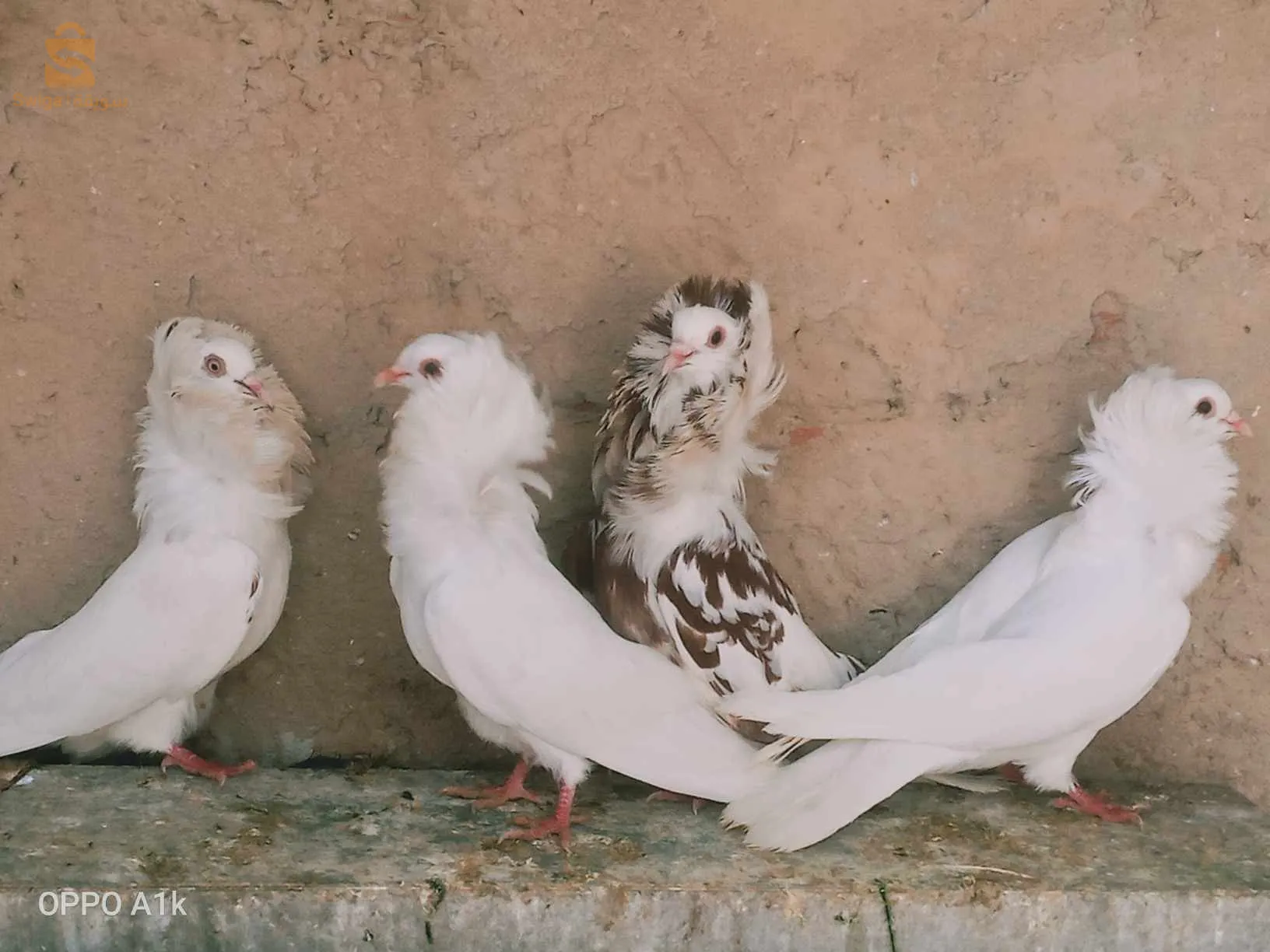 حمام اسباني