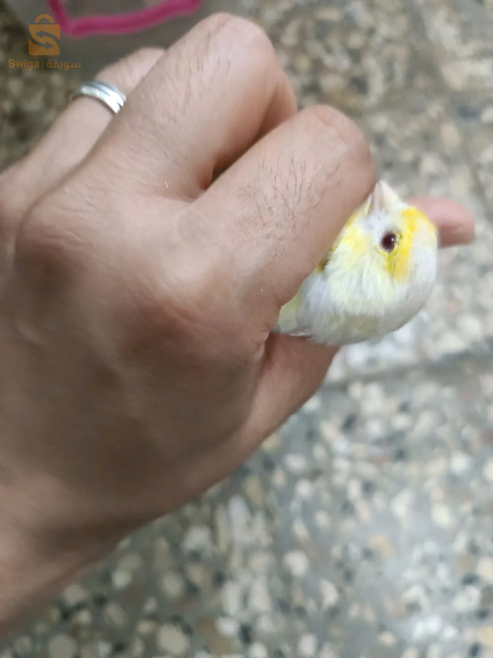 انثى ساتيني موزاييك اصفر