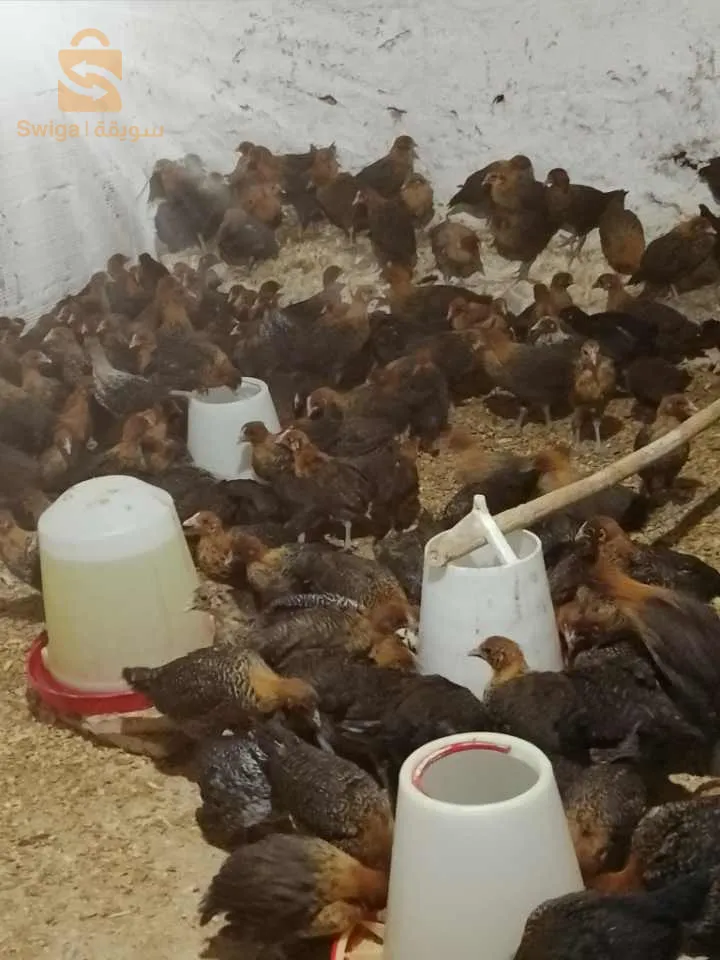 مازونة غليزان