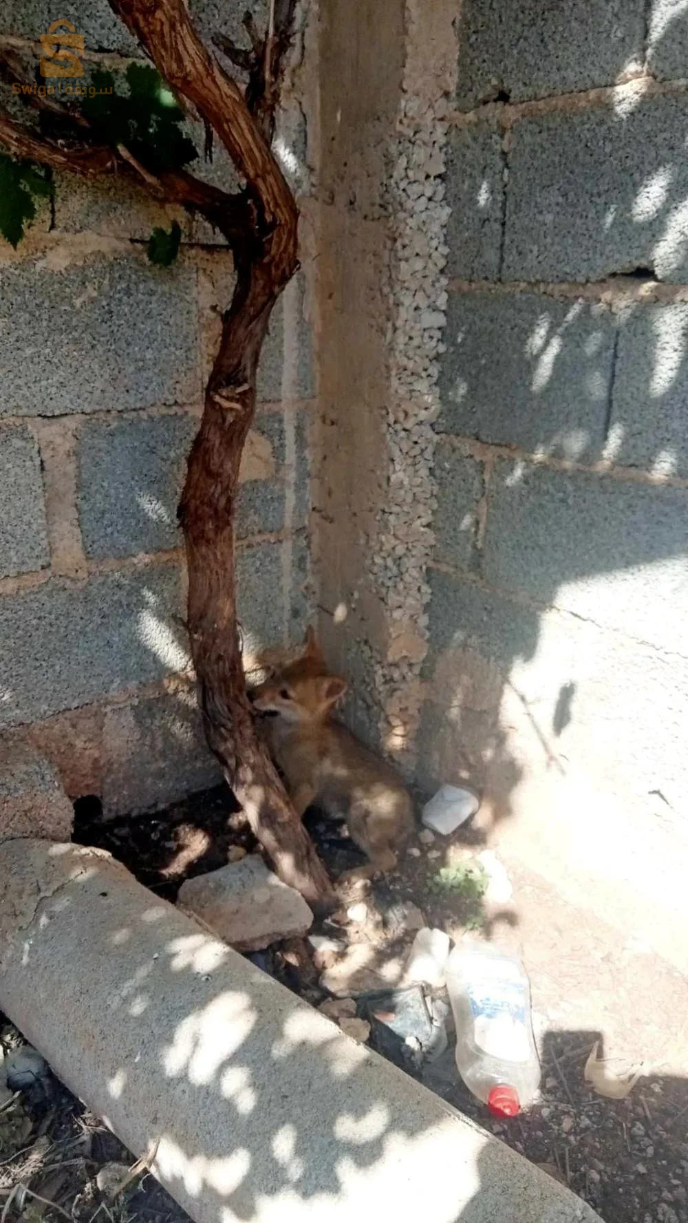 صغير كما موضح في صورة عمرو شهر ونصف