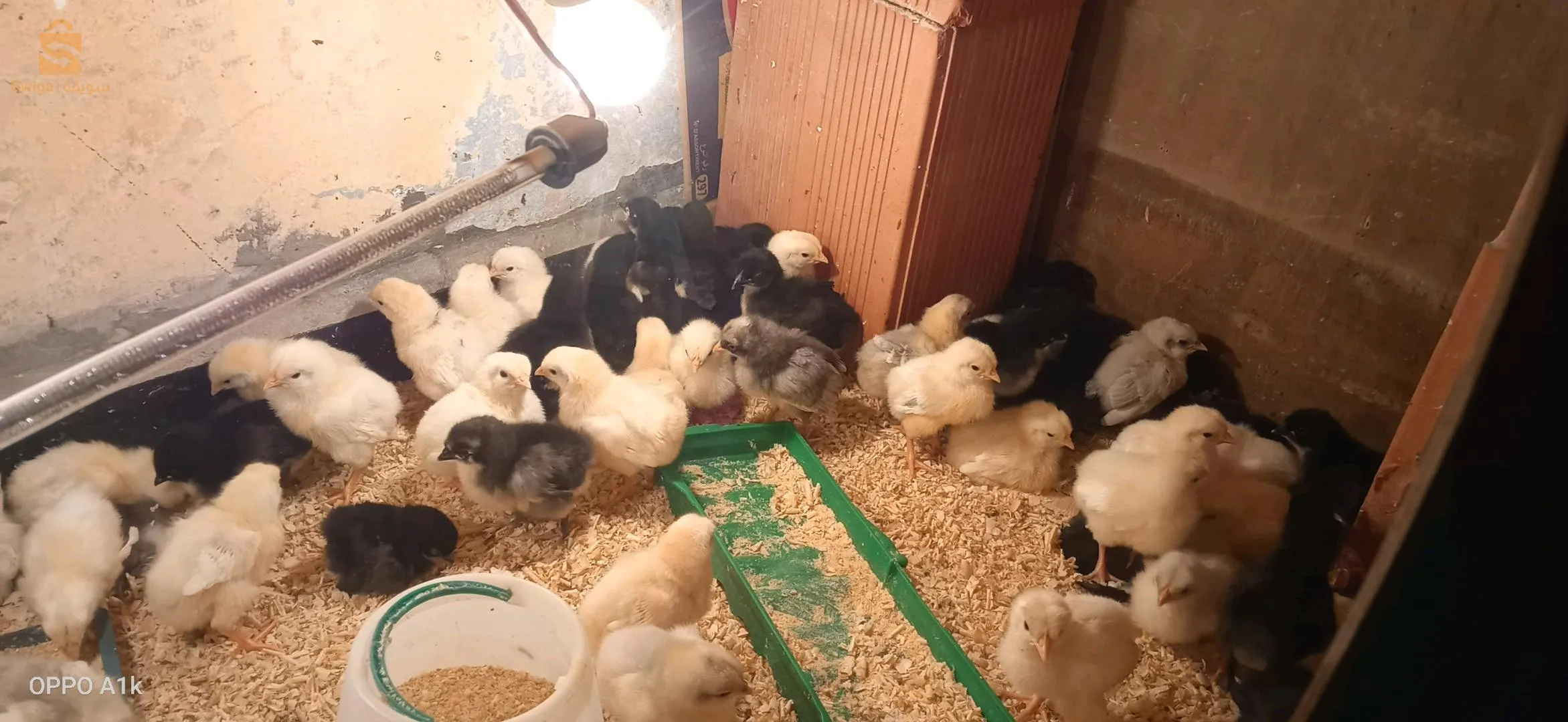 فلوس جيو جينواز . اوسترالوب قري اسود ابيض سبلاتش . ليجهورن ابيض . نيوهامبشر