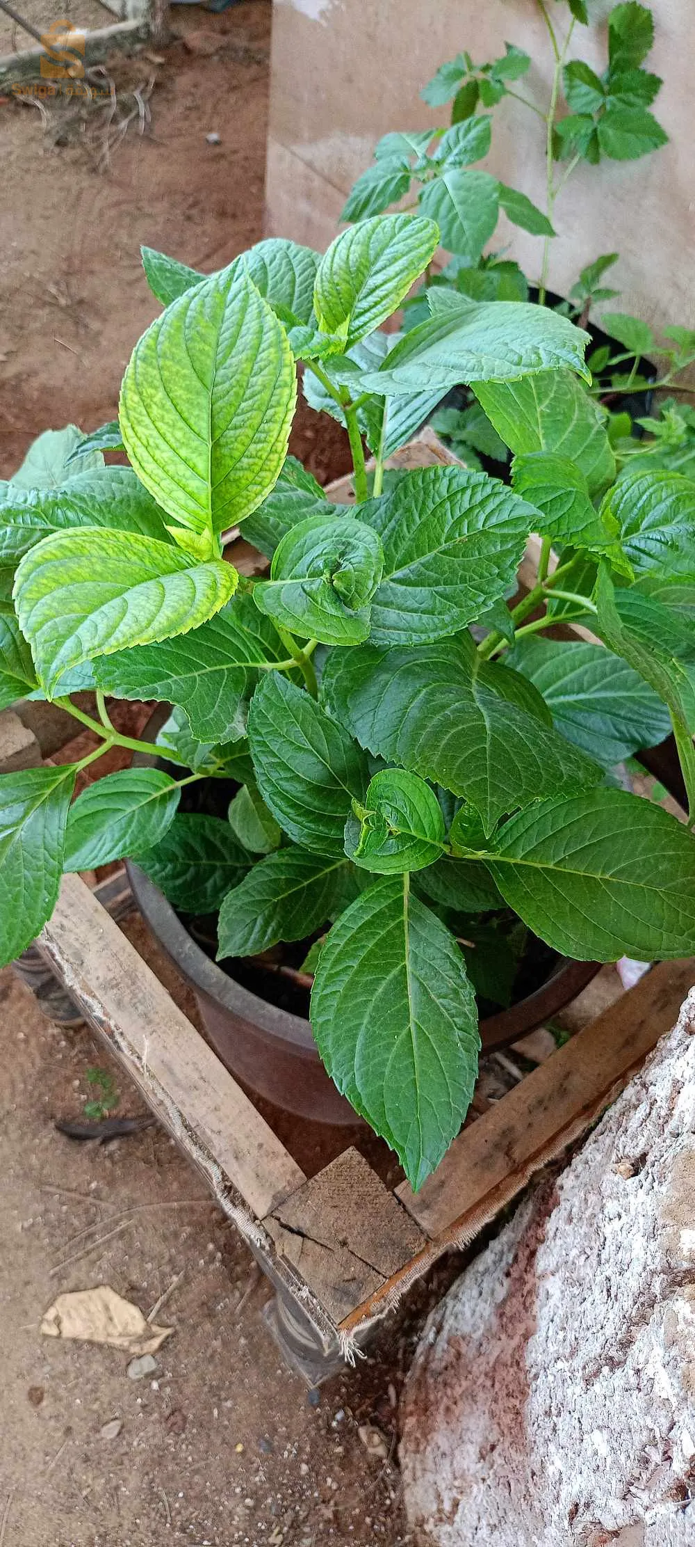 العدرا.   hortensia