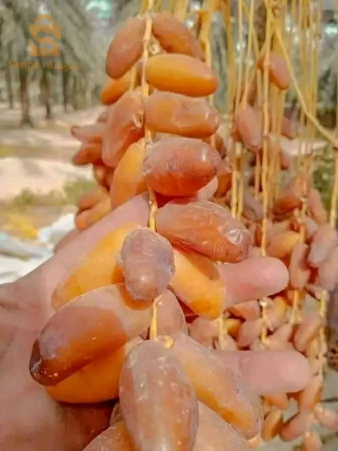 شركة التمور