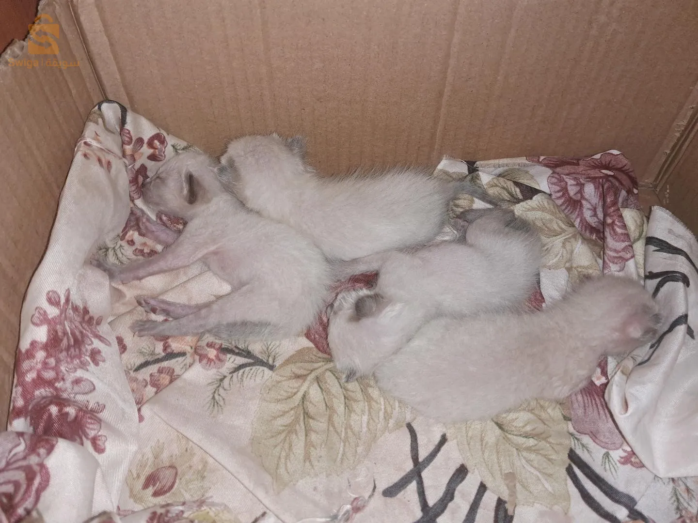 قطط سيامي 100%