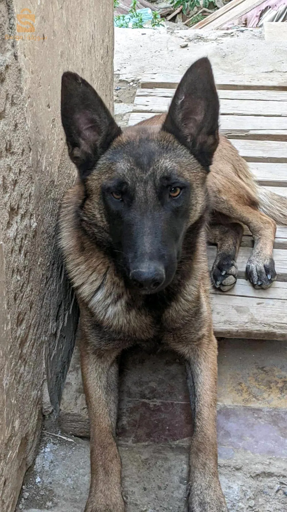 malinois chila