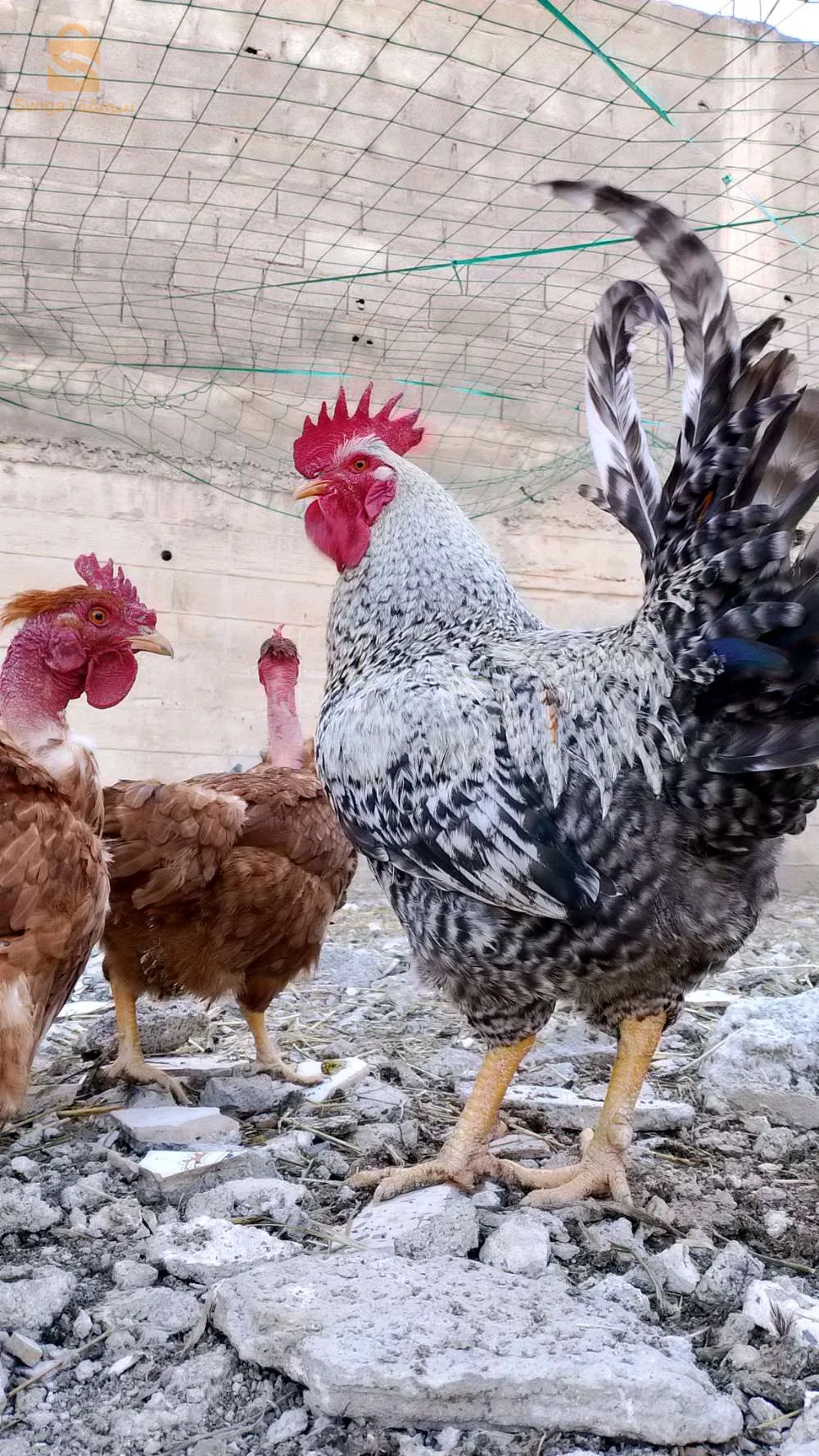 بسم الله يتوفر بيض جيو جينواز حر لتفقيص لطلب والاستفسار يرجى الاتصال