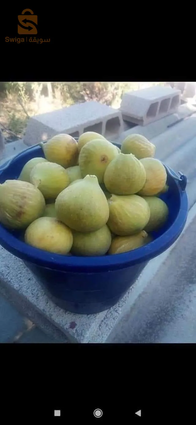 مترفر عدة انواع من اشجار التين