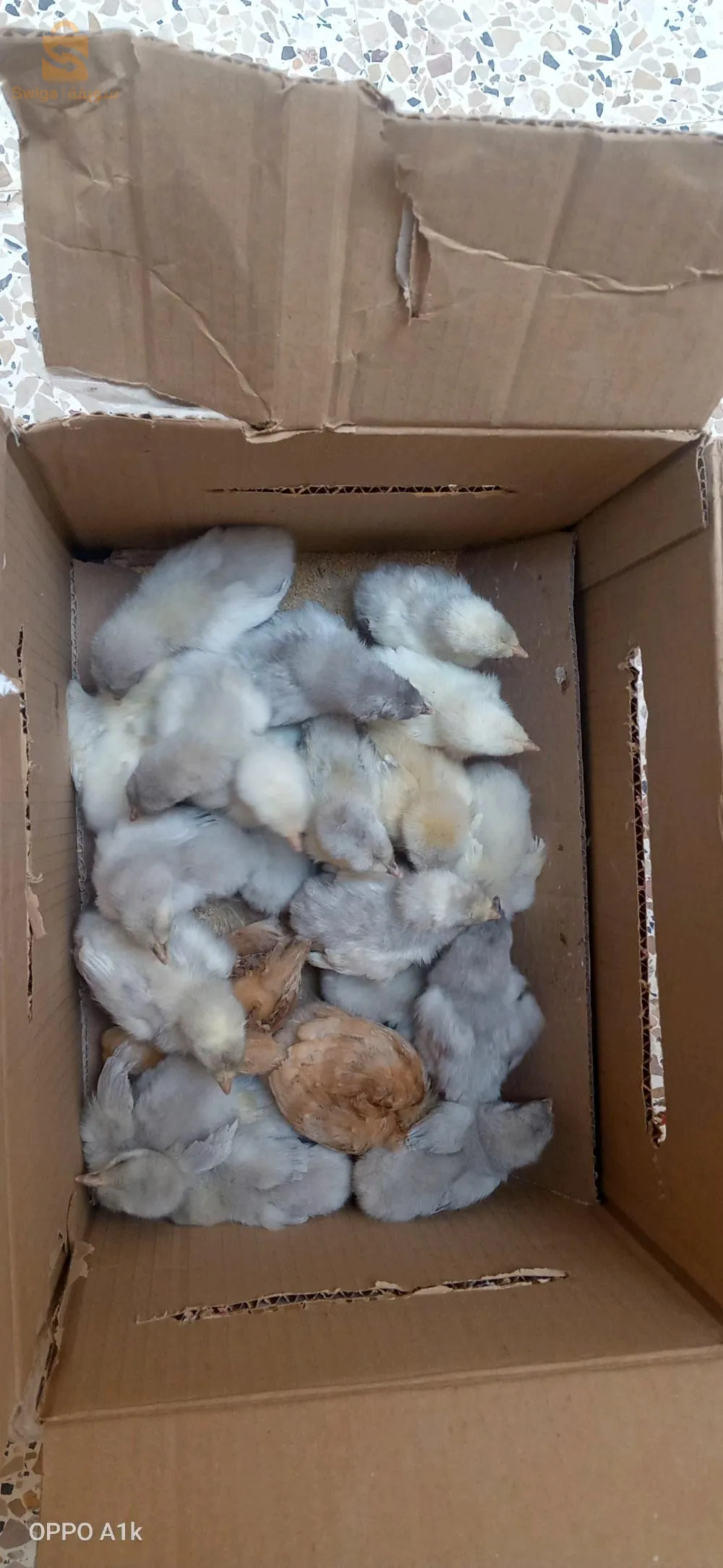 فلوس جيو جينواز . اوسترالوب قري اسود ابيض سبلاتش . ليجهورن ابيض . نيوهامبشر