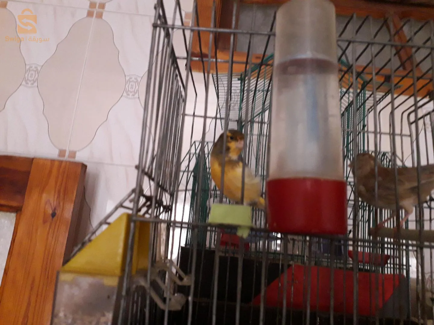 مال كاناري واجد