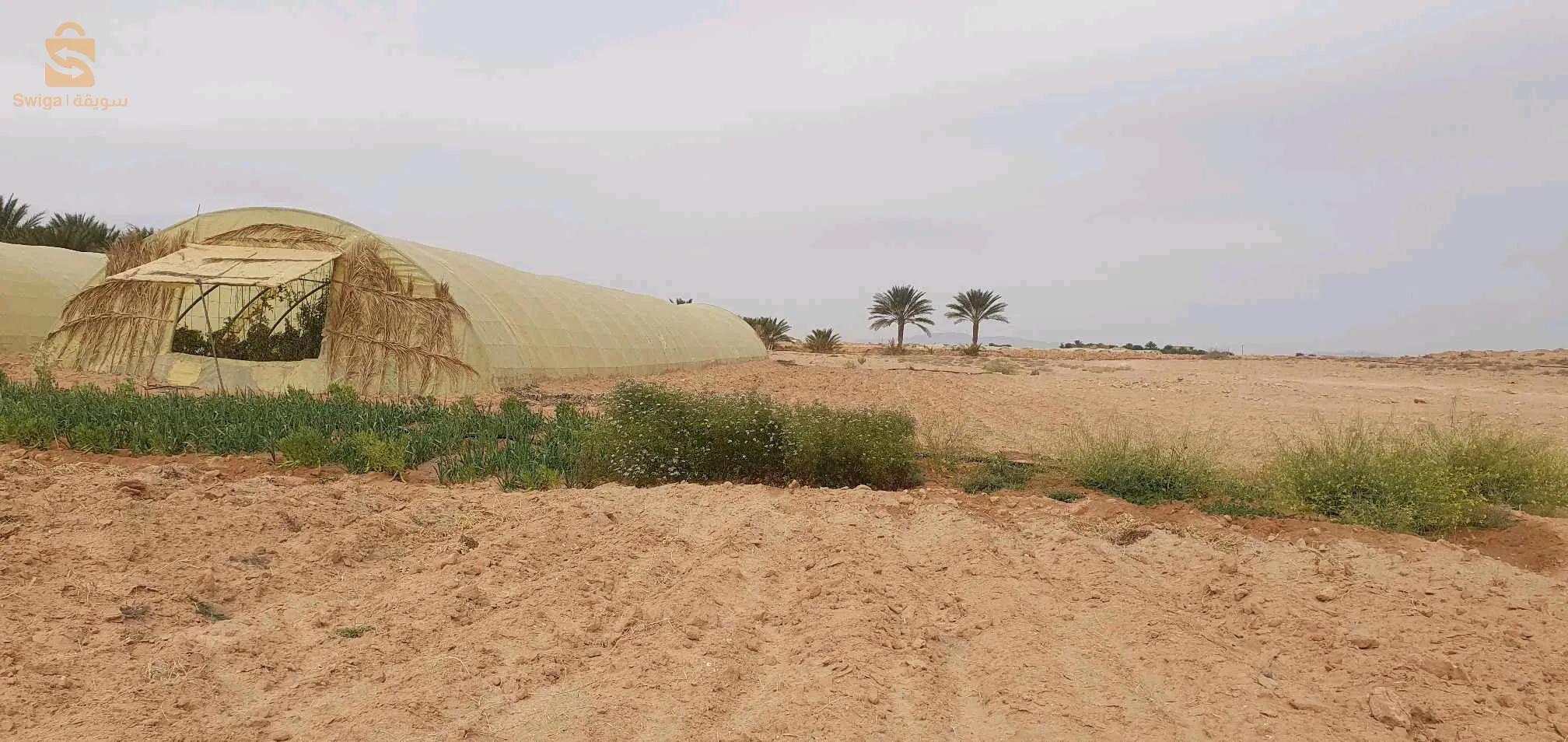 المكان ليوة بسكرة 07 
ارض فلاحية للبيع فيها 16 هكتار  فيها 130 نخلة توكل و فيها 500 نخلة عندها 4 سنين سنة الخامس مع 4 فوراجات زوج يمشو و زوج مايمشوش  وفيه باسان  و منزل للفلاح للإستفسار أكثر يرجى التواصل في البريفي
باقي الصور فلبريفي
رقم الهاتف : 0696088498