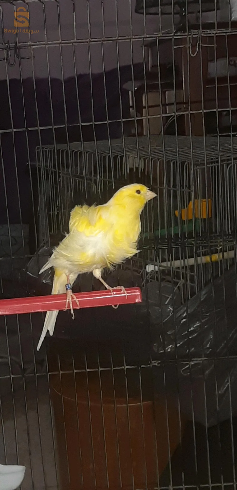 2 فمال فريزي واجدين 23