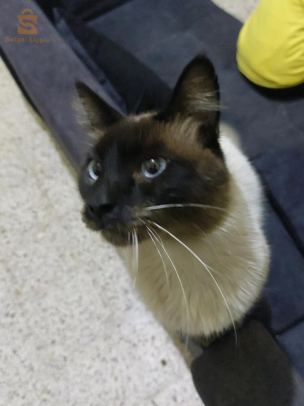 Mekong bobgail cat