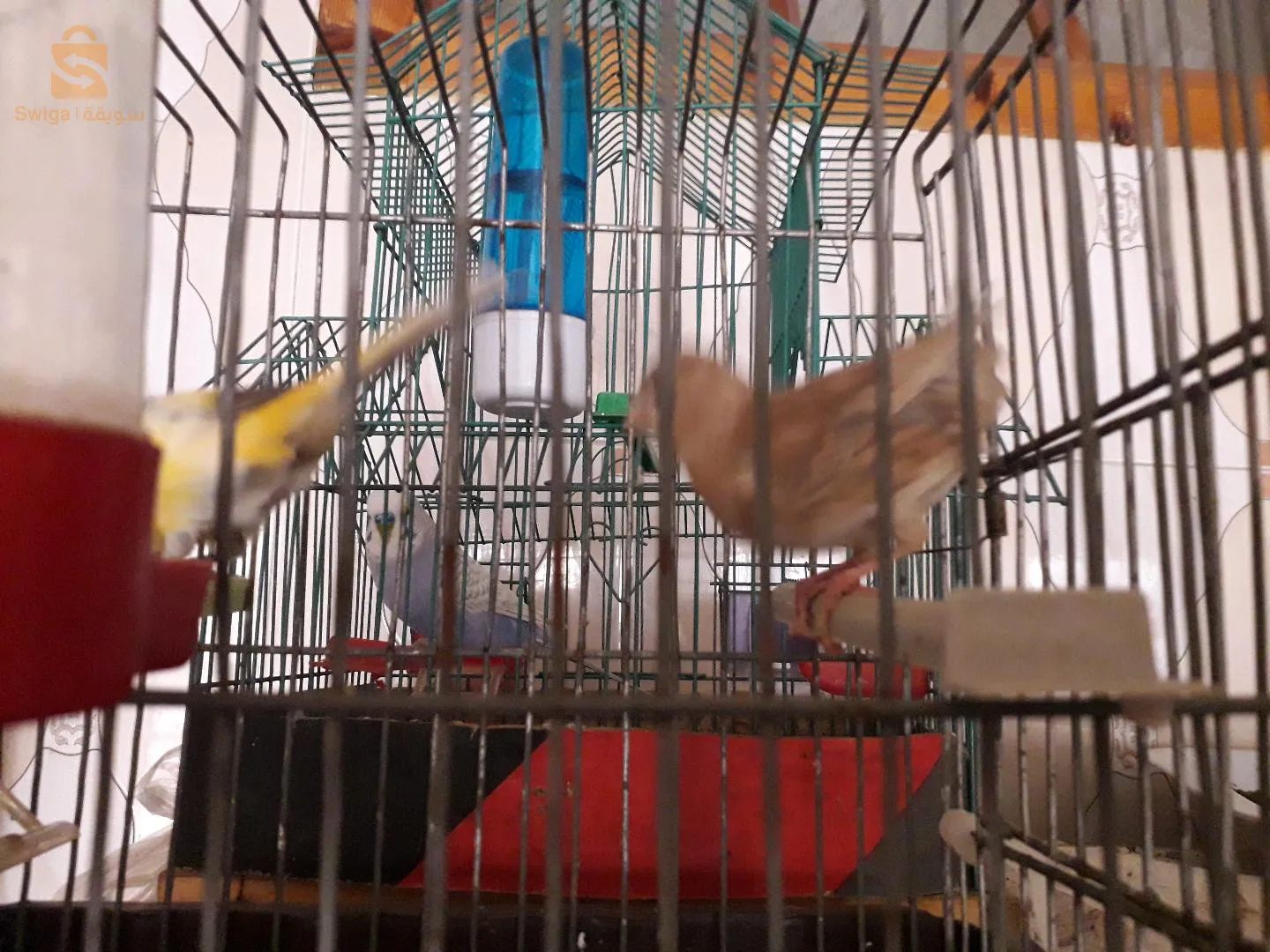 انثى كاناري واجدة