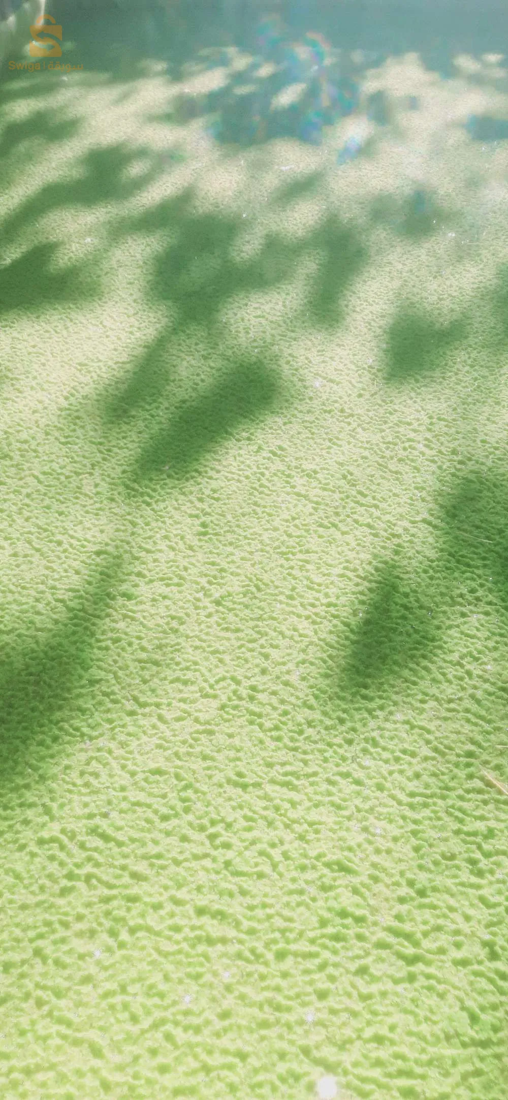 ازولا بينياطا