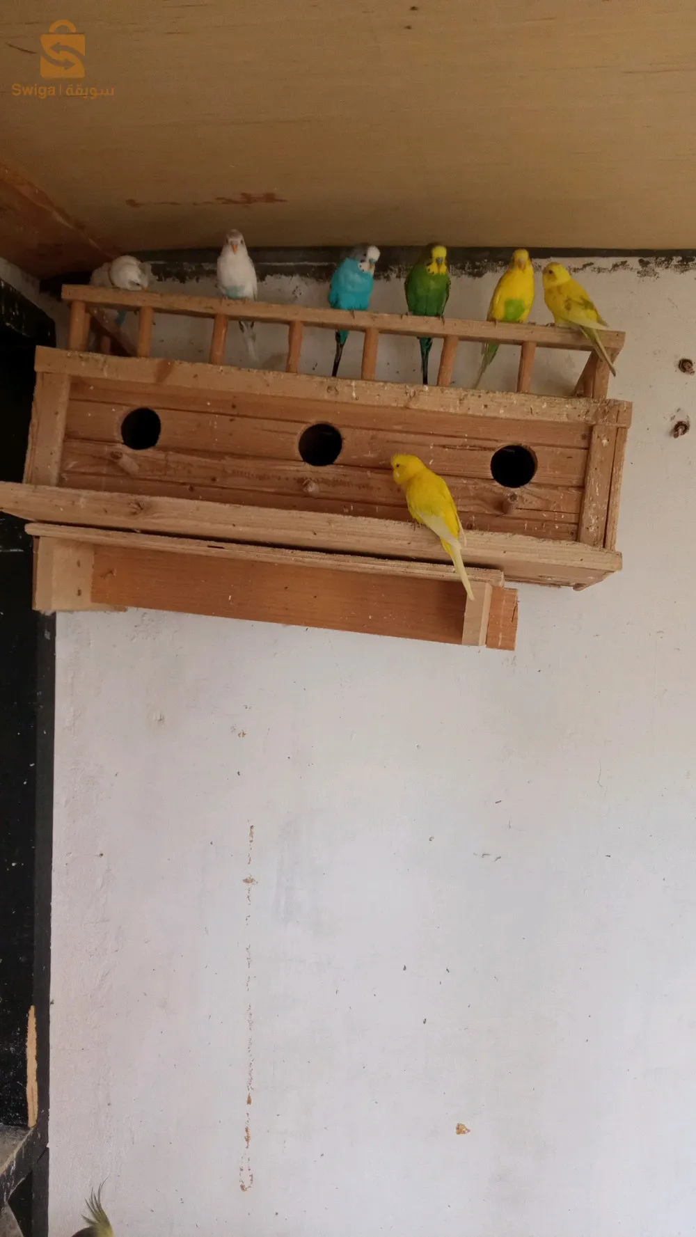 ko
كلوبسيت أديولت و بيروش